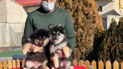 آگهی فروش نژاد پامسکی