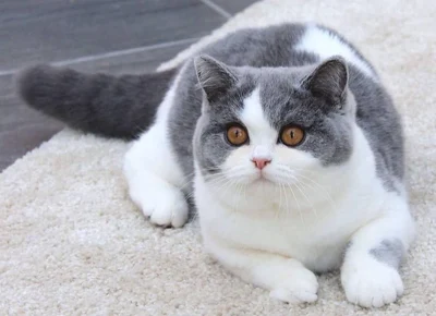 آگهی فروش نژاد بریتیش شورت هیر