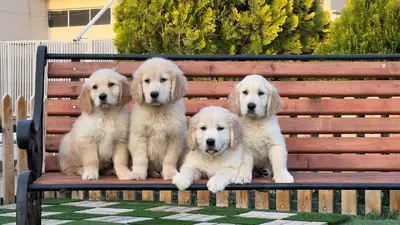 آگهی فروش نژاد گلدن رتریور