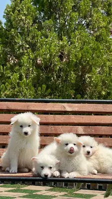 آگهی فروش نژاد جاپانیز اشپیتز