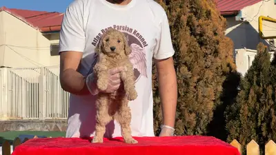 آگهی فروش نژاد پودل استاندارد