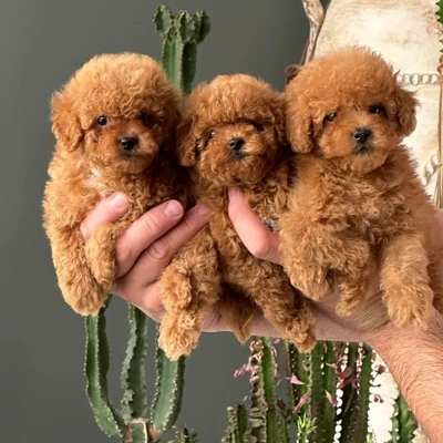 آگهی فروش نژاد پودل عروسکی