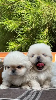 آگهی فروش نژاد پکینیز