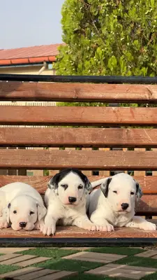 آگهی فروش نژاد دالمیشن