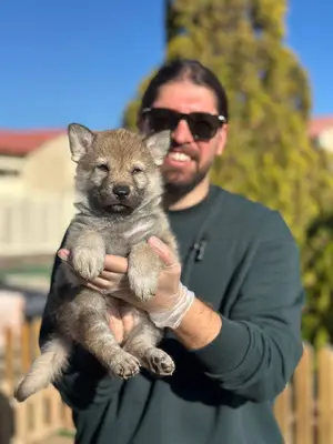 آگهی فروش نژاد سارلوس ولف داگ