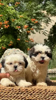 آگهی فروش نژاد شیتزو