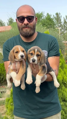 آگهی فروش نژاد بیگل