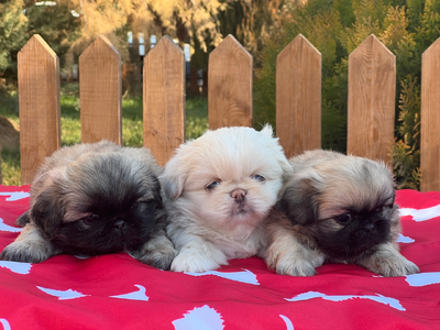 آگهی فروش نژاد پکینیز