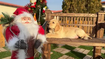 آگهی فروش نژاد لابرادور رتریور