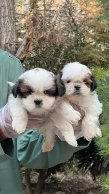 آگهی فروش نژاد شیتزو