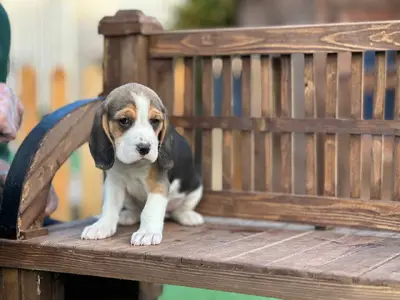 آگهی فروش نژاد بیگل