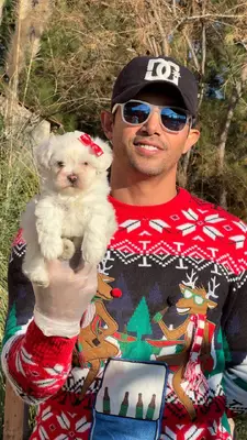 آگهی فروش نژاد مالتیز