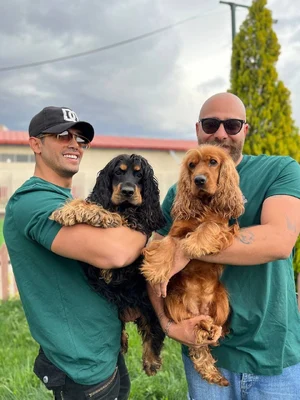 آگهی فروش نژاد انگلیش کوکر اسپانیل