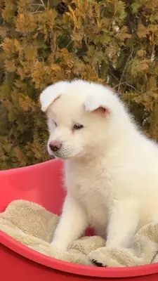 آگهی فروش نژاد آکیتا