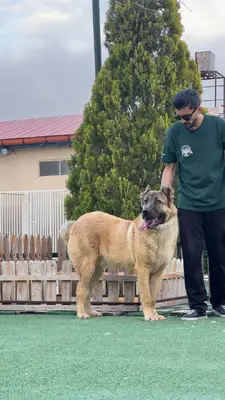 آگهی فروش نژاد سرابی