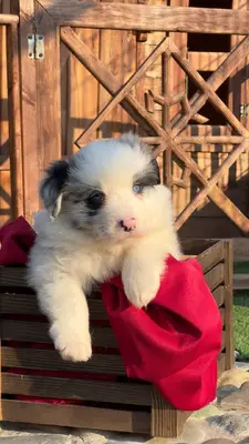 آگهی فروش نژاد بردر کالی