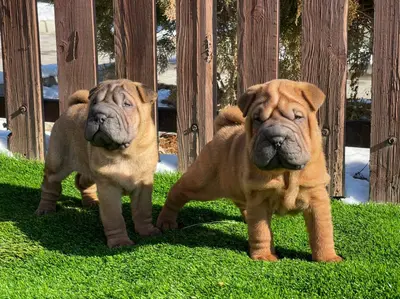 آگهی فروش نژاد چاینیز شارپی