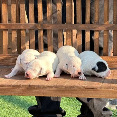 آگهی فروش نژاد دالمیشن