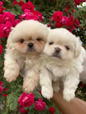 آگهی فروش نژاد پکینیز