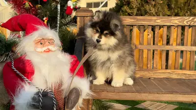 آگهی فروش نژاد پامسکی