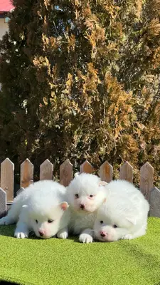 آگهی فروش نژاد جاپانیز اشپیتز