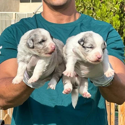 آگهی فروش نژاد بردر کالی