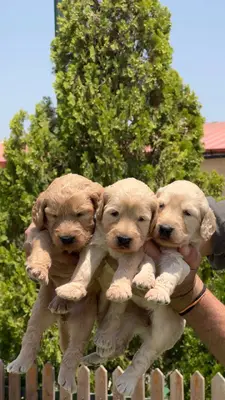 آگهی فروش نژاد گلدن دودل