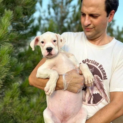 آگهی فروش نژاد باکسر