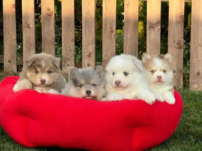 آگهی فروش نژاد پامسکی