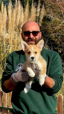 آگهی فروش نژاد پمبروک ولش کورگی