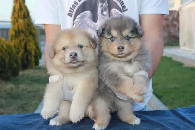 آگهی فروش نژاد پامسکی