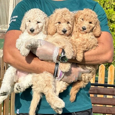 آگهی فروش نژاد پودل استاندارد