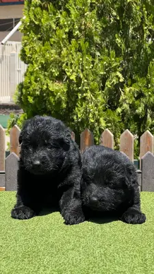 آگهی فروش نژاد ژرمن شپرد