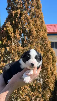 آگهی فروش نژاد بردر کالی