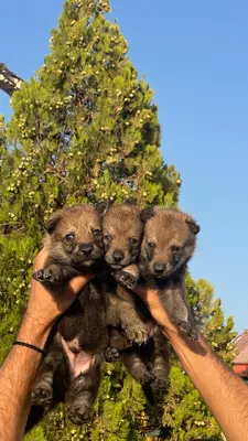 آگهی فروش نژاد چکسلواکین ولف داگ