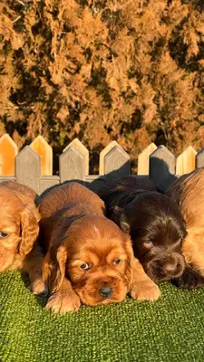 آگهی فروش نژاد انگلیش کوکر اسپانیل