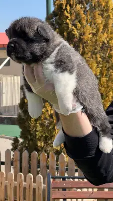 آگهی فروش نژاد آکیتا