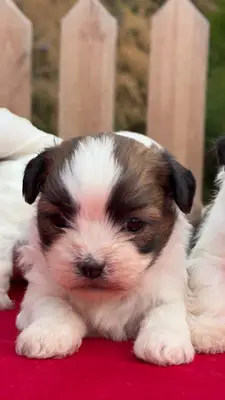 آگهی فروش نژاد شیتزو