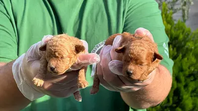 آگهی فروش نژاد پودل عروسکی