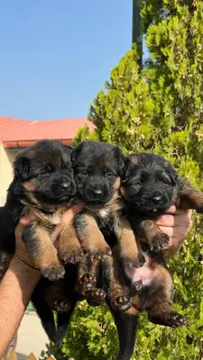 آگهی فروش نژاد ژرمن شپرد