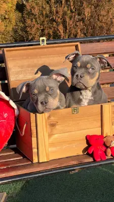 آگهی فروش نژاد آمریکن بولی