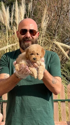 آگهی فروش نژاد پودل مینیاتوری