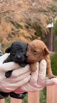 آگهی فروش نژاد پودل مینیاتوری