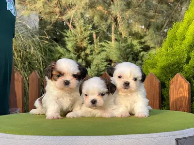 آگهی فروش نژاد شیتزو