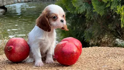 آگهی فروش نژاد کاوالیر کینگ چارلز اسپانیل