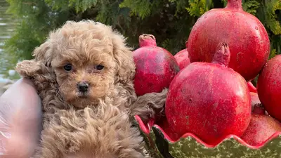 آگهی فروش نژاد پودل عروسکی