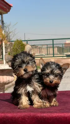 آگهی فروش نژاد یورکشایر تریر