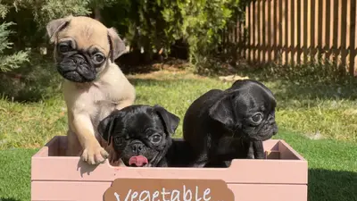 آگهی فروش نژاد پاگ