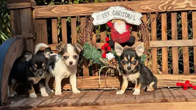 آگهی فروش نژاد چی واوا