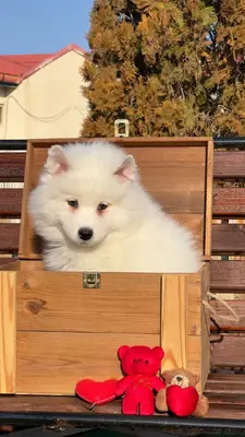 آگهی فروش نژاد سامویید